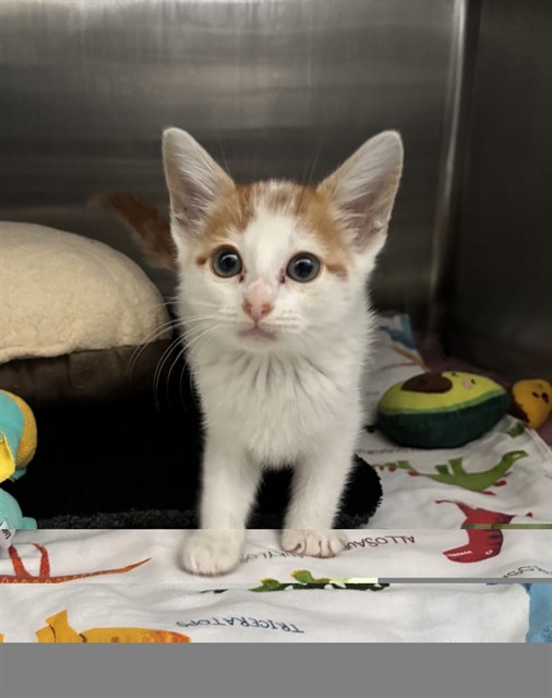 Shelter Stray Female Cat last seen EB 880 @ DECOTO, 1950 Stevenson Blvd, Fremont, CA 94538, USA
