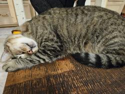 Reunited Female Cat last seen Raccoon dr 77521, Baytown, TX 77521