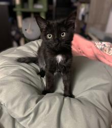 Shelter Stray Female Cat last seen W BAY LN & COBBLE SHORES DR, 2127 Front St, Sacramento, CA 95818, USA