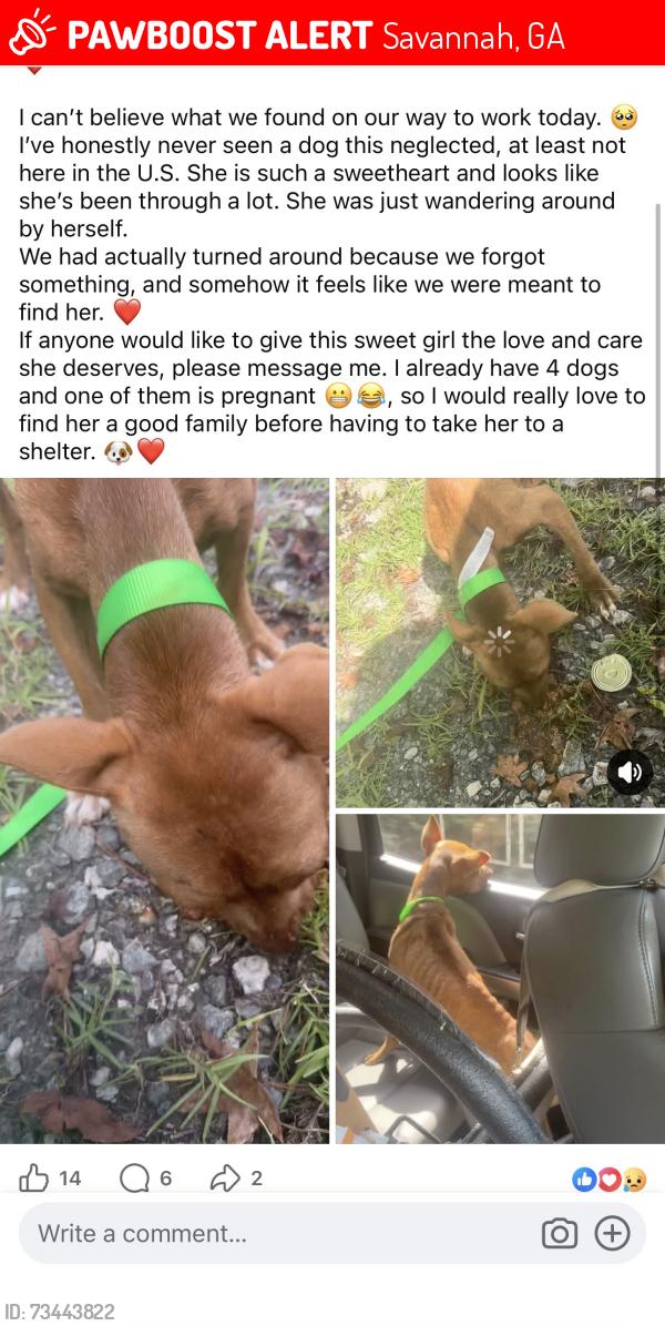 Lost Female Dog last seen Quacco rd, Savannah, GA 31405