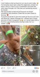 Lost Female Dog last seen Quacco rd, Savannah, GA 31405