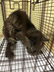 Shelter Stray Unknown Cat last seen E COMMERCE WAY & CLUB CENTER DR, 2127 Front St, Sacramento, CA 95818, USA
