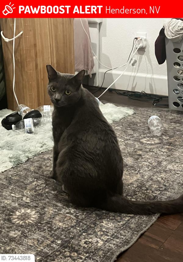 Lost Male Cat last seen TownePlace Suites Marriott Henderson Nv, Henderson, NV 89012