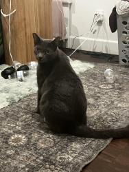 Lost Male Cat last seen TownePlace Suites Marriott Henderson Nv, Henderson, NV 89012