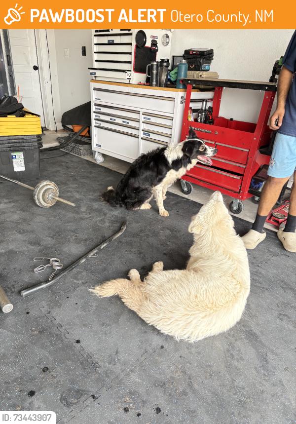 Found/Stray Male Dog last seen Syrian Desert & patagonia, Otero County, NM 88081