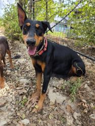 Found/Stray Female Dog last seen Babcock Rd, San Antonio, TX 78255