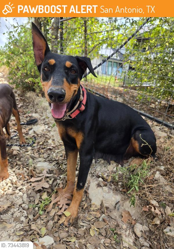 Found/Stray Female Dog last seen Babcock Rd, San Antonio, TX 78255