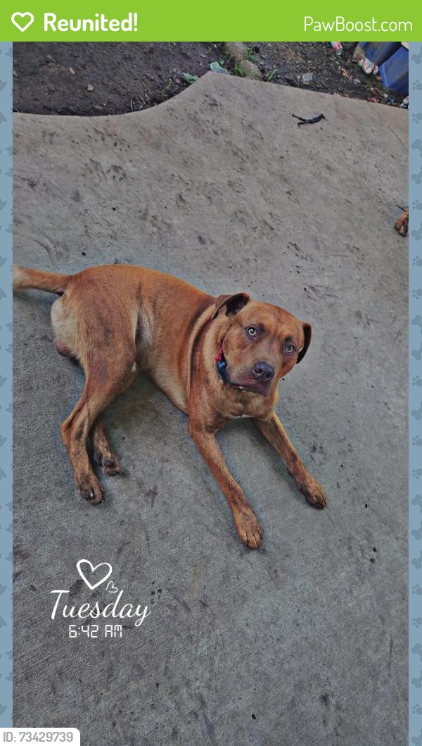 Reunited Male Dog last seen Rogues Rd, Virginia, USA, Fauquier County, VA 22728