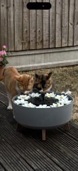Reunited Male Cat last seen Malyons Felmores Basildon, Essex, England 