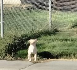 Found/Stray Unknown Dog last seen Morrain & S 3RD KENNEWICK, Kennewick, WA 99337