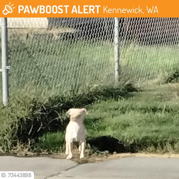 Found/Stray Unknown Dog last seen Morrain & S 3RD KENNEWICK, Kennewick, WA 99337
