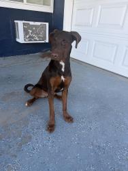Reunited Female Dog last seen Redondo Avenue, Sacramento, CA 95815