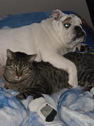Reunited Male Cat last seen 14th and Waverly, Green Bay, WI 54304