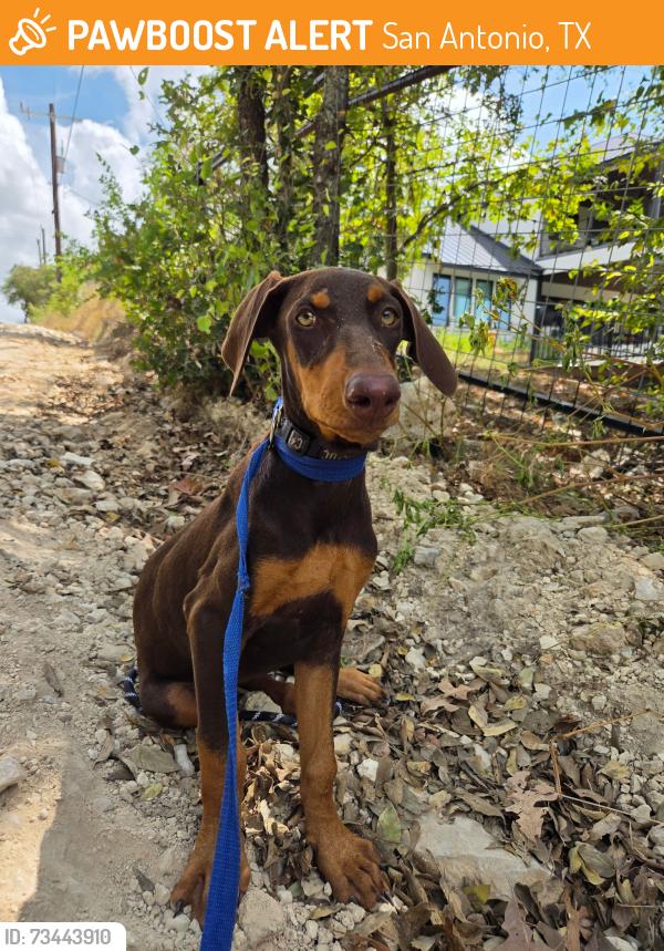 Found/Stray Female Dog last seen Babcock, San Antonio, TX 78255