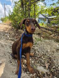 Found/Stray Female Dog last seen Babcock, San Antonio, TX 78255