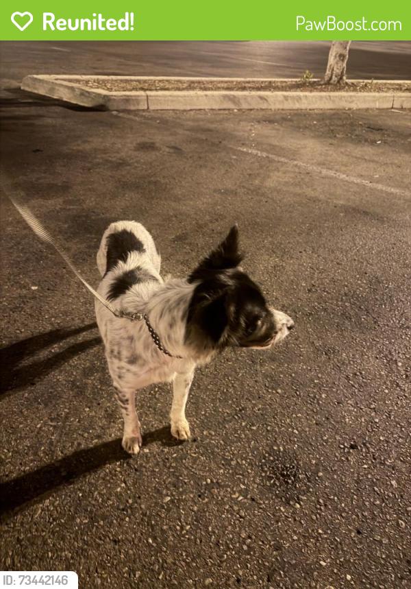 Reunited Female Dog last seen Near Third Ave, Chula Vista, CA 91910, USA, Chula Vista, CA 91910