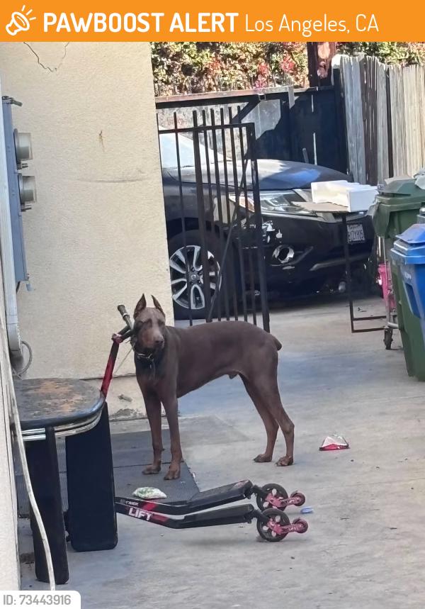 Found/Stray Male Dog last seen 76th, Los Angeles, CA 90001