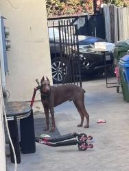 Found/Stray Male Dog last seen 76th, Los Angeles, CA 90001