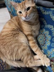 Lost Male Cat last seen Albright drive, Virginia Beach, VA 23464