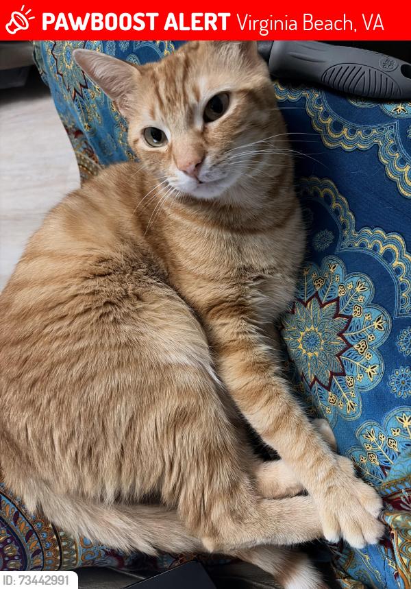 Lost Male Cat last seen Albright drive, Virginia Beach, VA 23464