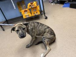 Shelter Stray Female Dog last seen Near Clark Dr, Ellenwood, GA 30294, 30294, GA, 3280 Chamblee Dunwoody Rd, Chamblee, GA 30341, USA