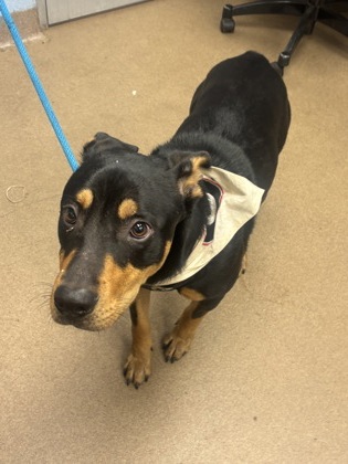 Shelter Stray Male Dog last seen Near Ashridge Court, 30087, GA, 3280 Chamblee Dunwoody Rd, Chamblee, GA 30341, USA