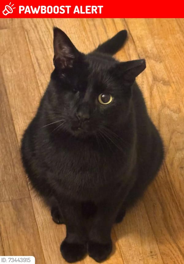 Lost Male Cat last seen Shelby Rd., 23 mile road, Shelby Township, MI 48317