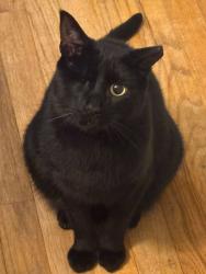Lost Male Cat last seen Shelby Rd., 23 mile road, Shelby Township, MI 48317