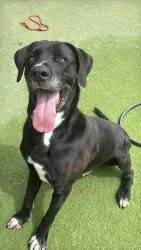 Shelter Stray Male Dog last seen Near libson st, CITY of El Paso, TX, 5001 Fred Wilson Ave, El Paso, TX 79906, USA