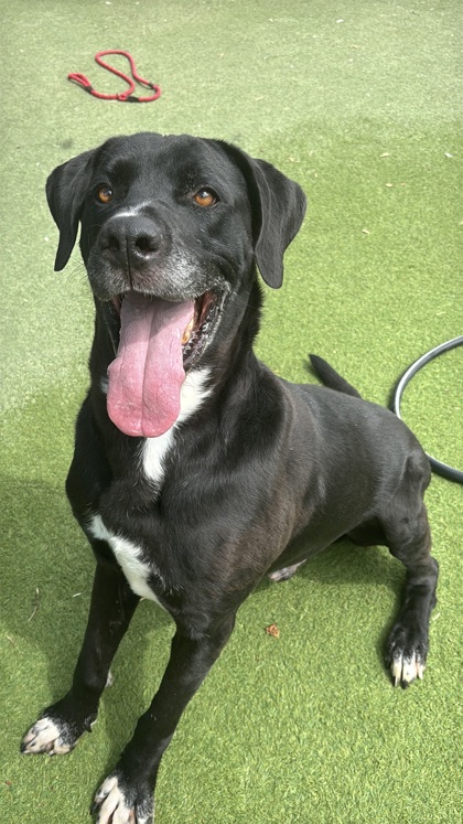 Shelter Stray Male Dog last seen Near libson st, CITY of El Paso, TX, 5001 Fred Wilson Ave, El Paso, TX 79906, USA