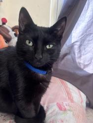 Lost Male Cat last seen Near Morris Ave, The Bronx, NY 10456