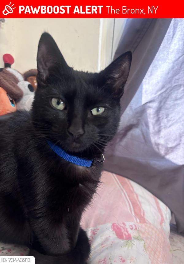 Lost Male Cat last seen Near Morris Ave, The Bronx, NY 10456