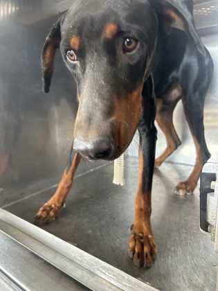 Shelter Stray Male Dog last seen Near AZLE AVE, North District, TX, 355 Hillshire Dr, Haslet, TX 76052, USA