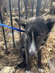 Shelter Stray Male Dog last seen Near BURKE RD, East District, TX, 355 Hillshire Dr, Haslet, TX 76052, USA