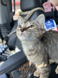 Shelter Stray Female Cat last seen Near LAURIE DR, East District, TX, 355 Hillshire Dr, Haslet, TX 76052, USA