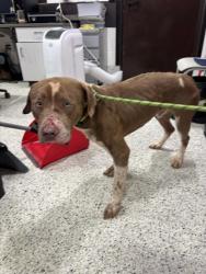 Shelter Stray Male Dog last seen Near Andrew Hairston Place, Atlanta, GA, 1251 Fulton Industrial Blvd NW, Atlanta, GA 30336, USA