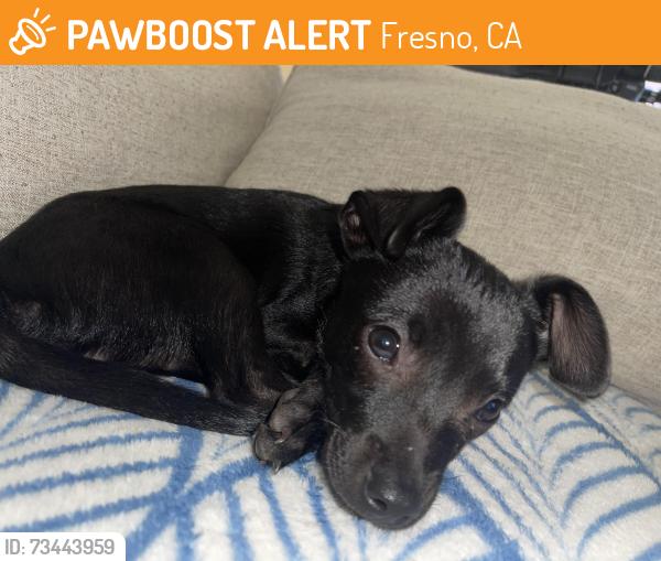 Found/Stray Male Dog last seen 1225-1201 E Cortland Ave, Fresno, CA 93704