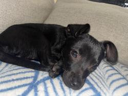Found/Stray Male Dog last seen 1225-1201 E Cortland Ave, Fresno, CA 93704