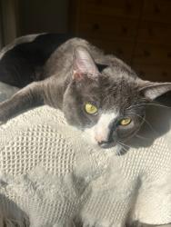 Reunited Male Cat last seen Heritage Valley Parkway, Fillmore, CA 93015
