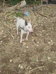 Found/Stray Male Dog last seen Near braynt, Del City, OK 73115