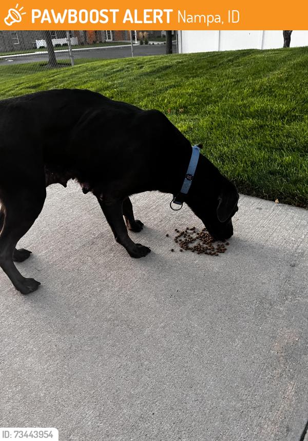 Found/Stray Female Dog last seen Locust and Midland, Nampa, ID 83686