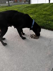 Found/Stray Female Dog last seen Locust and Midland, Nampa, ID 83686