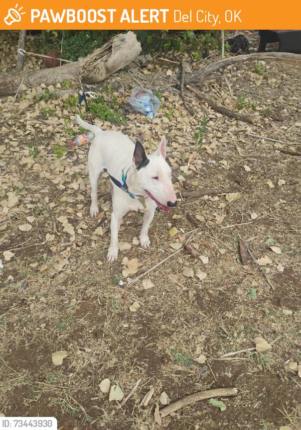 Found/Stray Male Dog last seen Near braynt, Del City, OK 73115