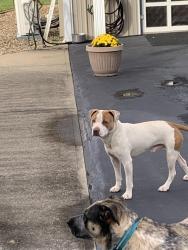 Found/Stray Male Dog last seen Rt 8 garrison ky 41141, Garrison, KY 41141