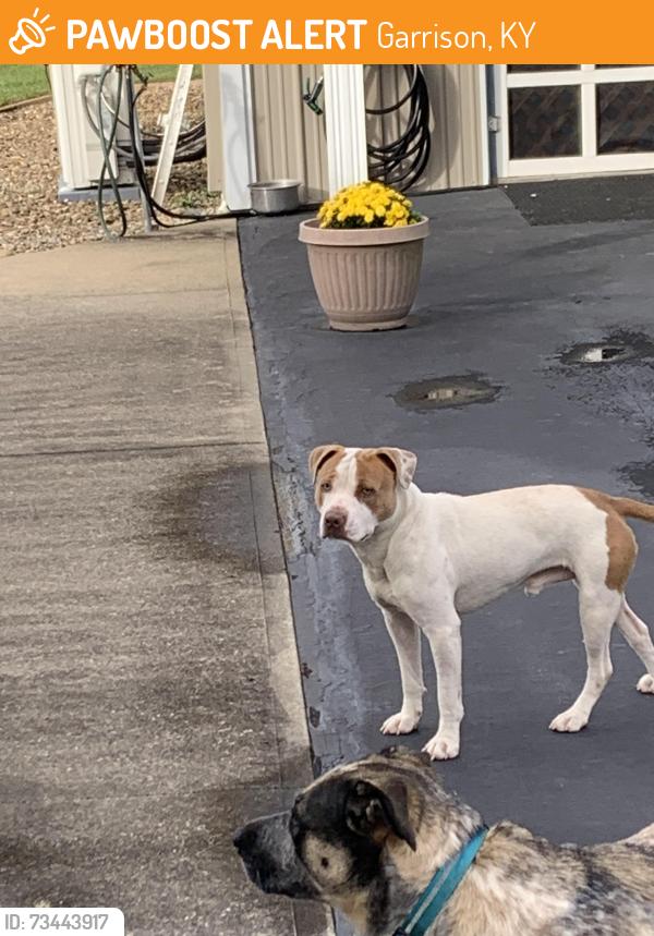 Found/Stray Male Dog last seen Rt 8 garrison ky 41141, Garrison, KY 41141