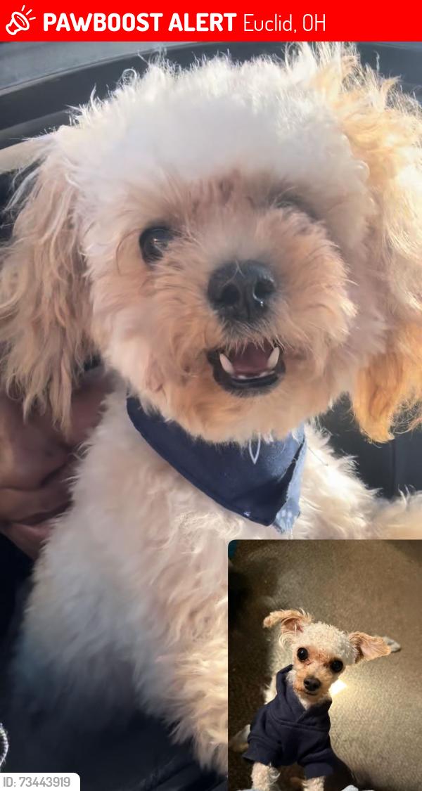 Lost Male Dog last seen Lakeshore, Euclid, OH 44132