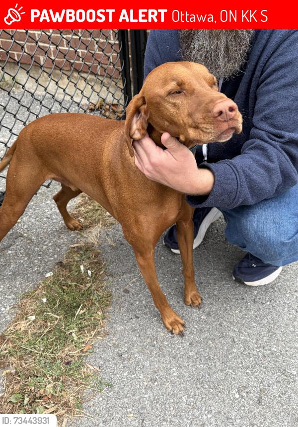 Lost Male Dog last seen Leacock dr and Tiffany Cres, Ottawa, ON K2K 1S2