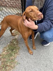 Lost Male Dog last seen Leacock dr and Tiffany Cres, Ottawa, ON K2K 1S2
