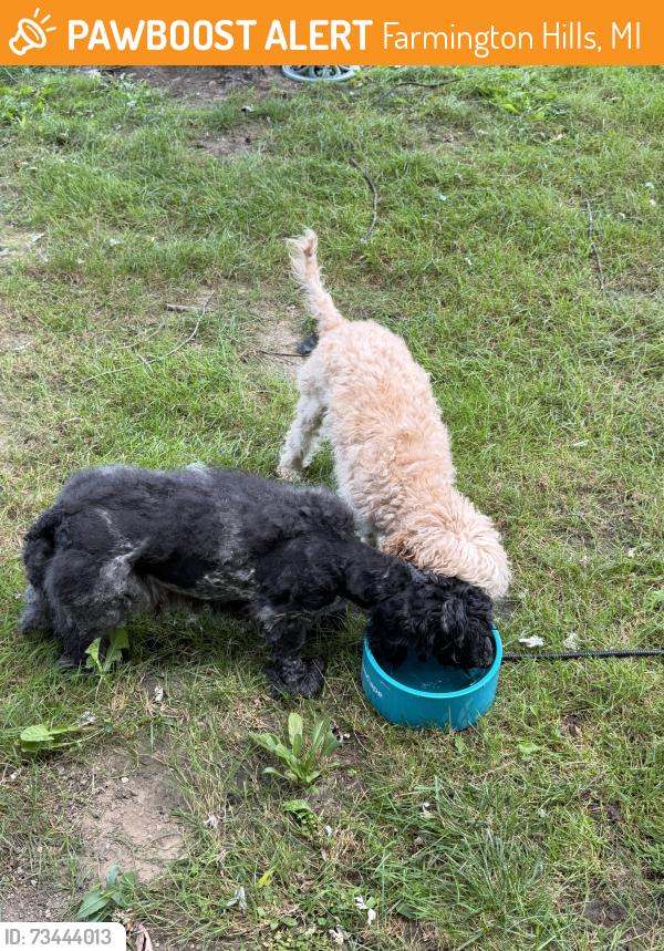 Found/Stray Male Dog last seen grand river and drake, Farmington Hills, MI 48335