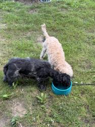 Found/Stray Male Dog last seen grand river and drake, Farmington Hills, MI 48335